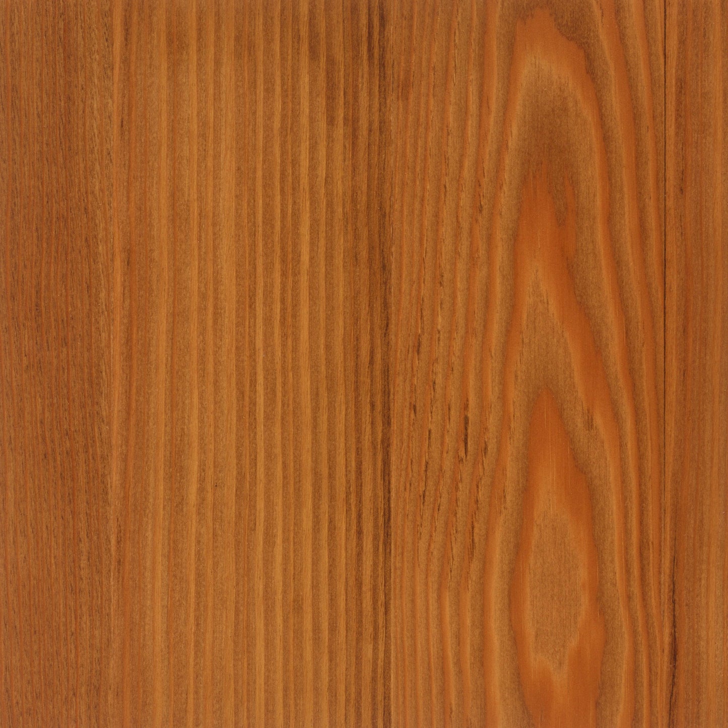 Larch